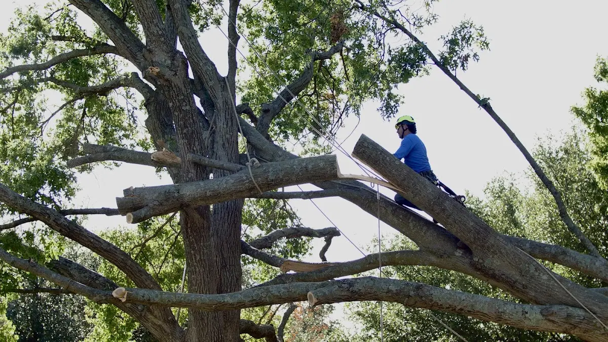 Professional Hazardous Tree Removal performed by certified arborists in Hampton
