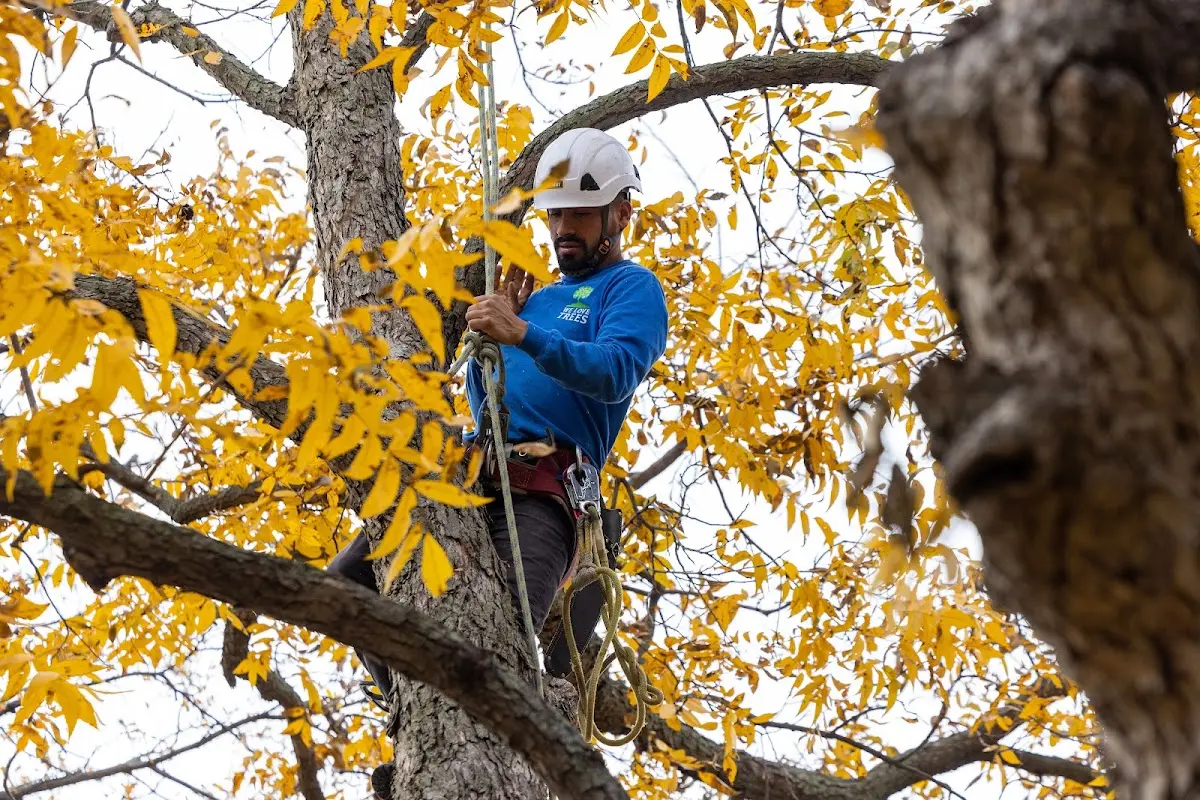 Skilled Tree Pruning crew working in Hampton